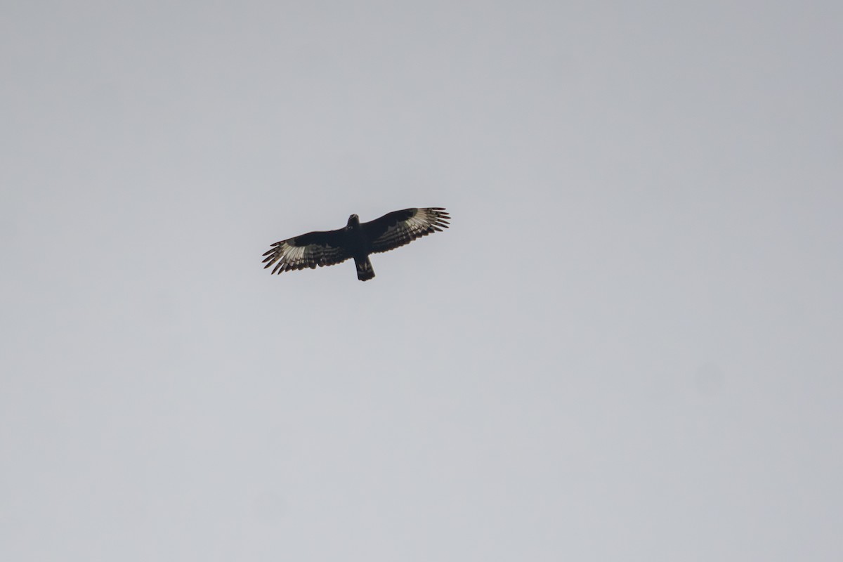 Long-crested Eagle - ML641285840