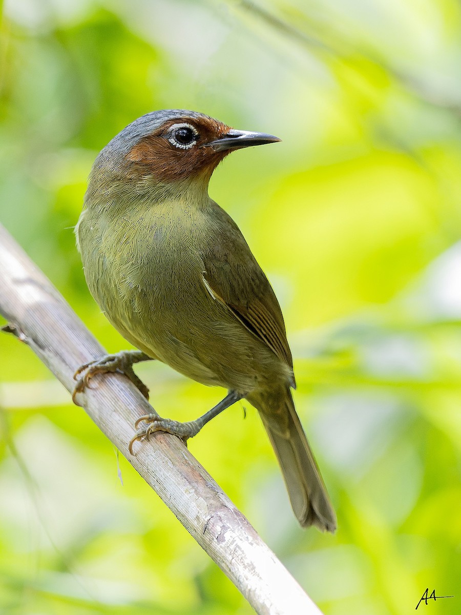 Chestnut-faced Babbler - ML641285842