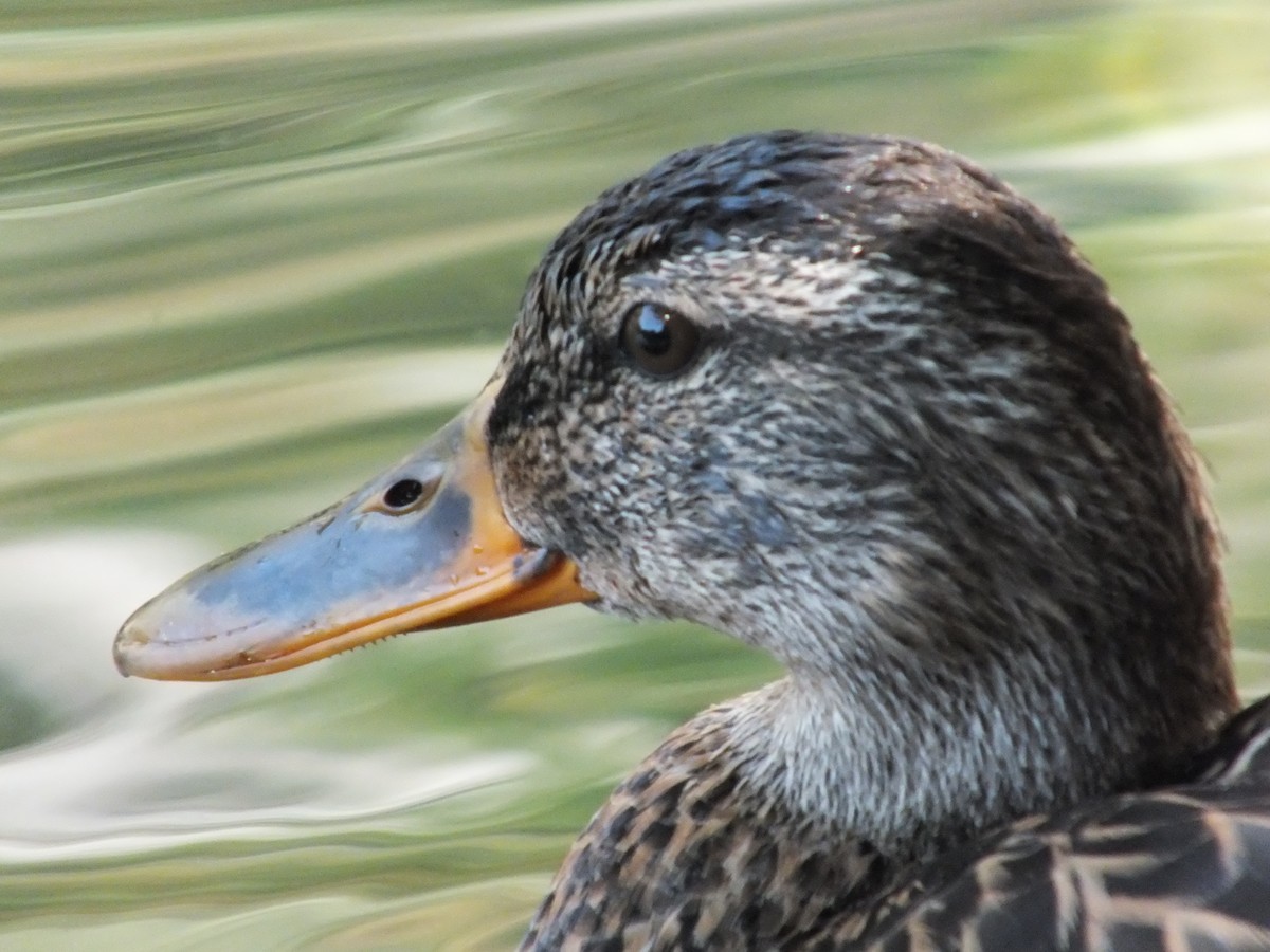 Mallard - ML641285848