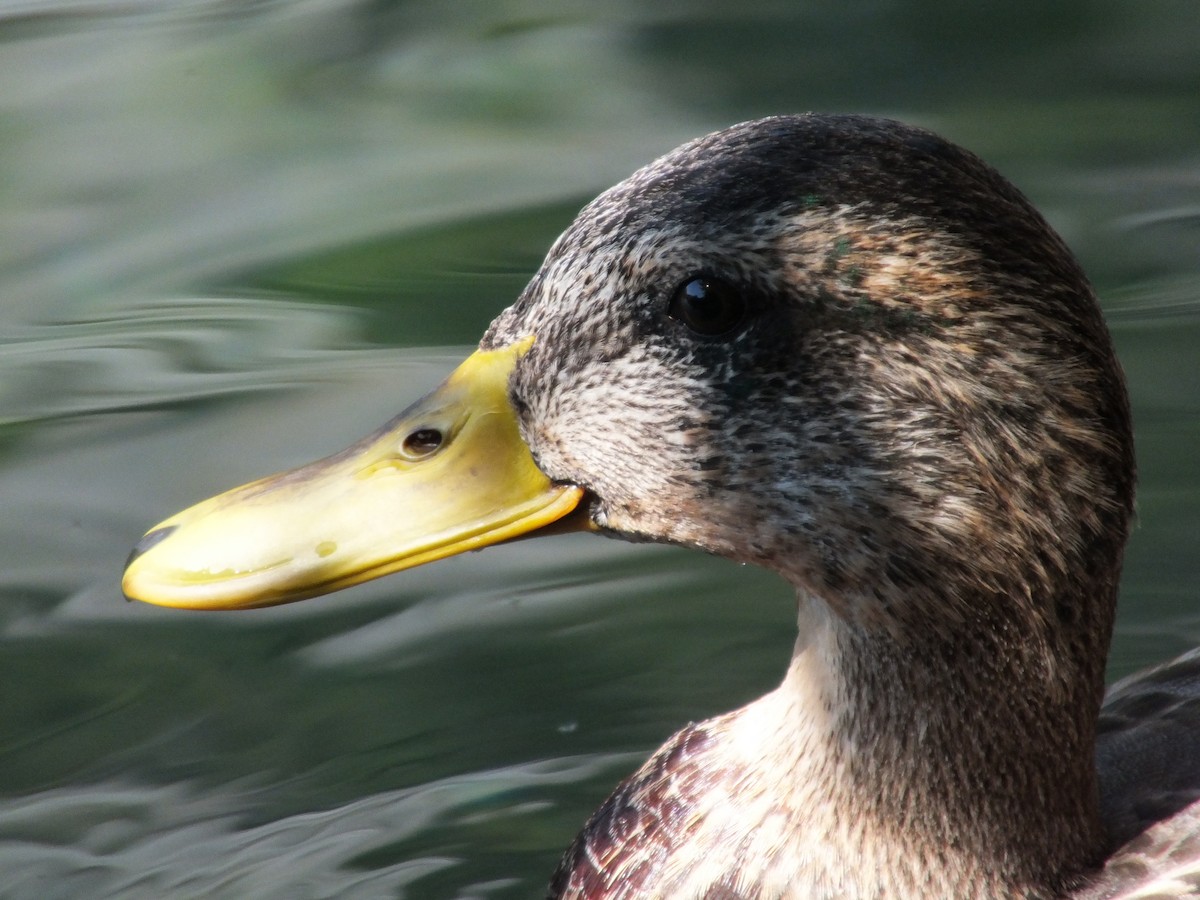 Mallard - ML641285851