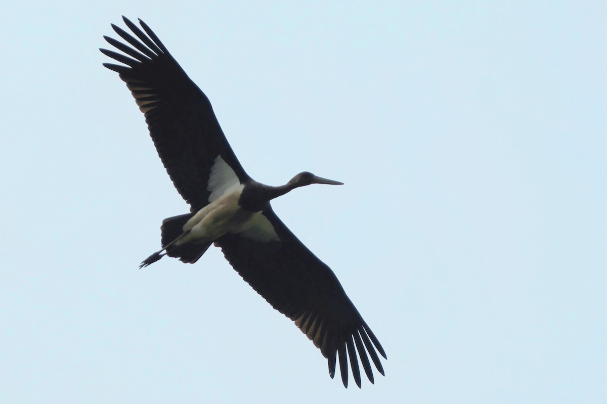 Black Stork - ML641285853