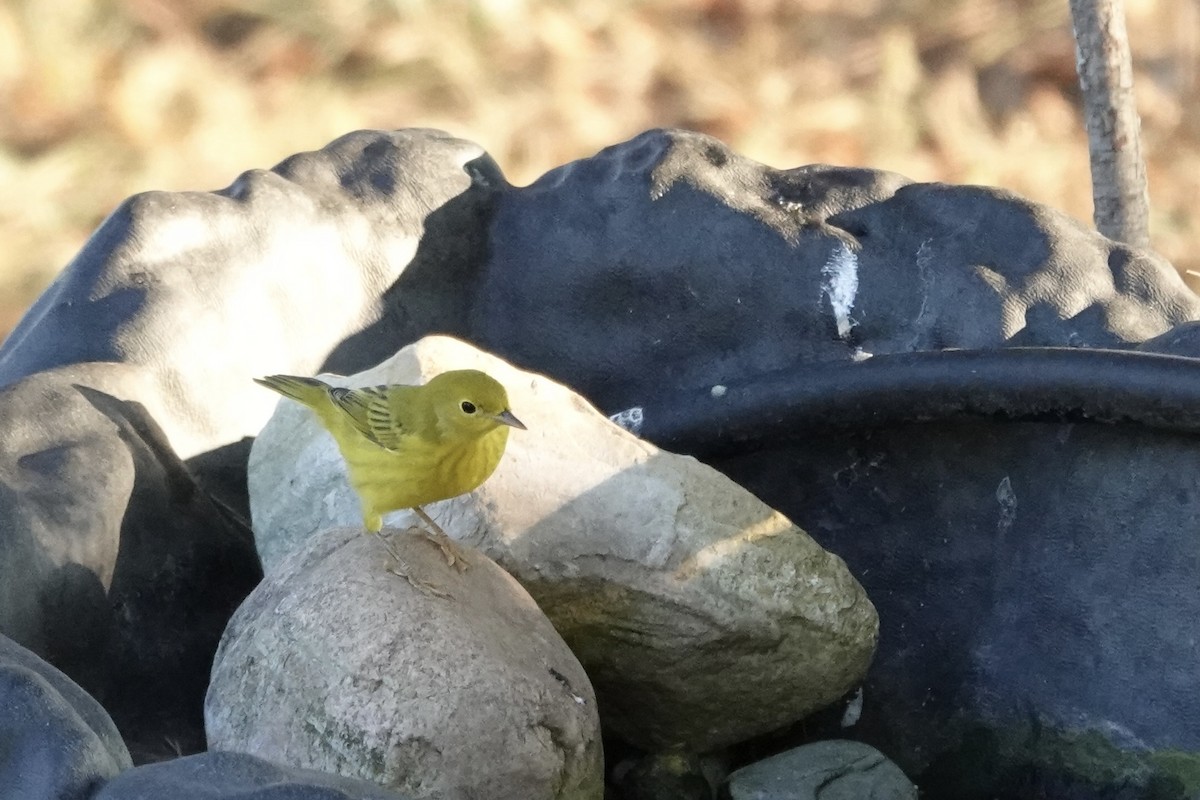 Yellow Warbler - ML641285856