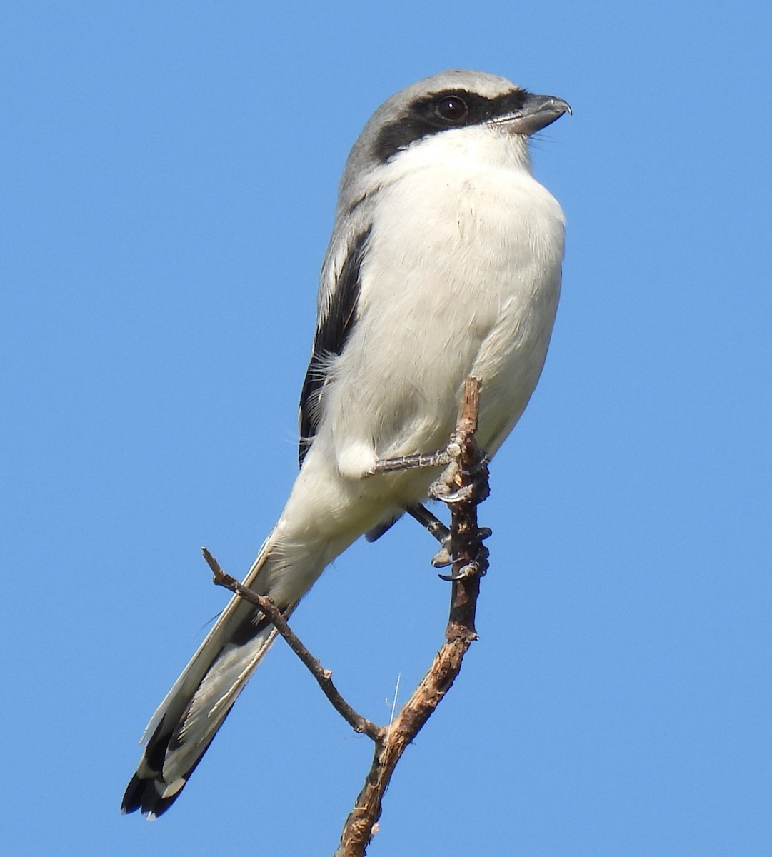 Loggerhead Shrike - ML641285857