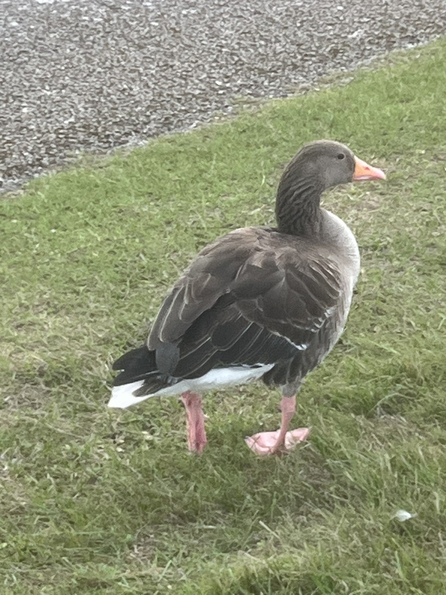 Graylag Goose - ML641285858