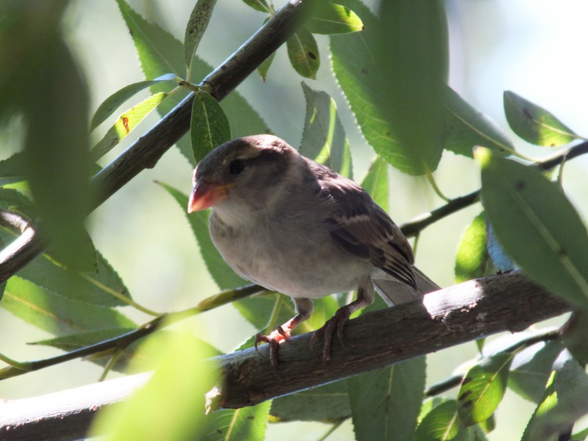 House Sparrow - ML641285862