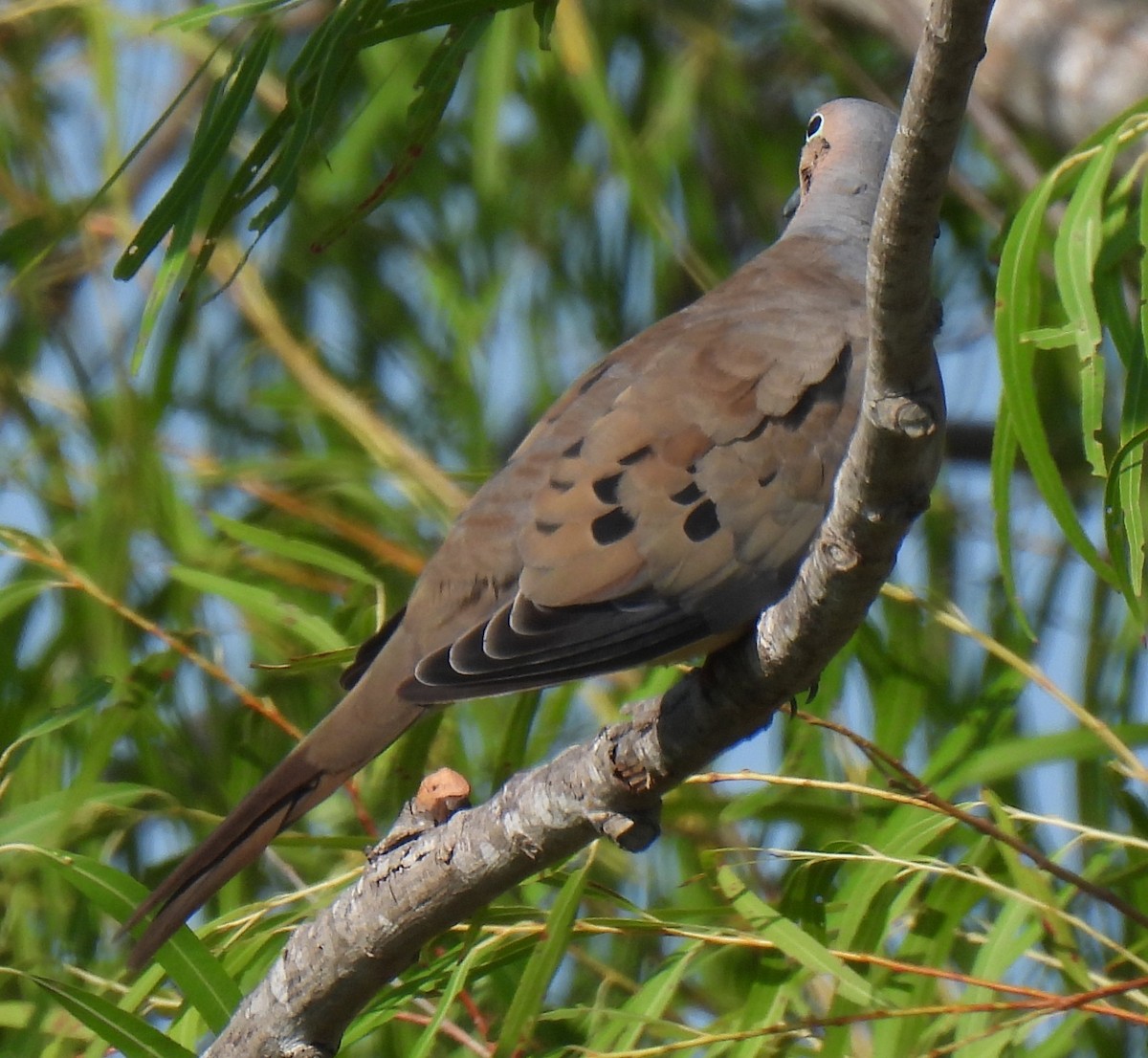Mourning Dove - ML641285863