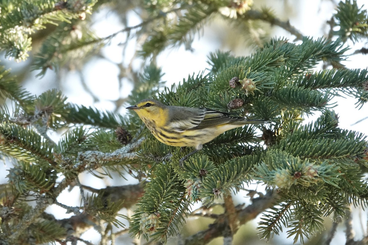 Cape May Warbler - ML641285867