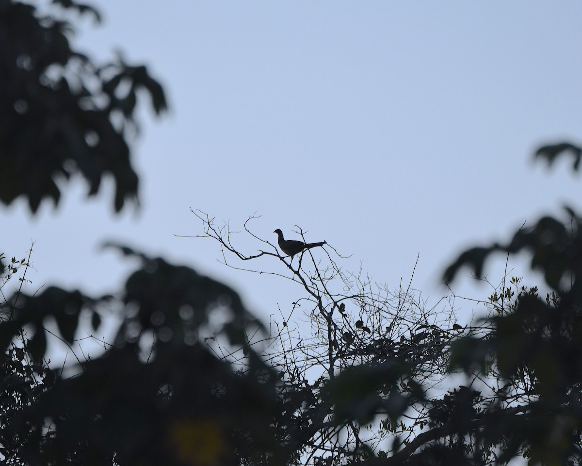 Speckled Chachalaca - ML641285876
