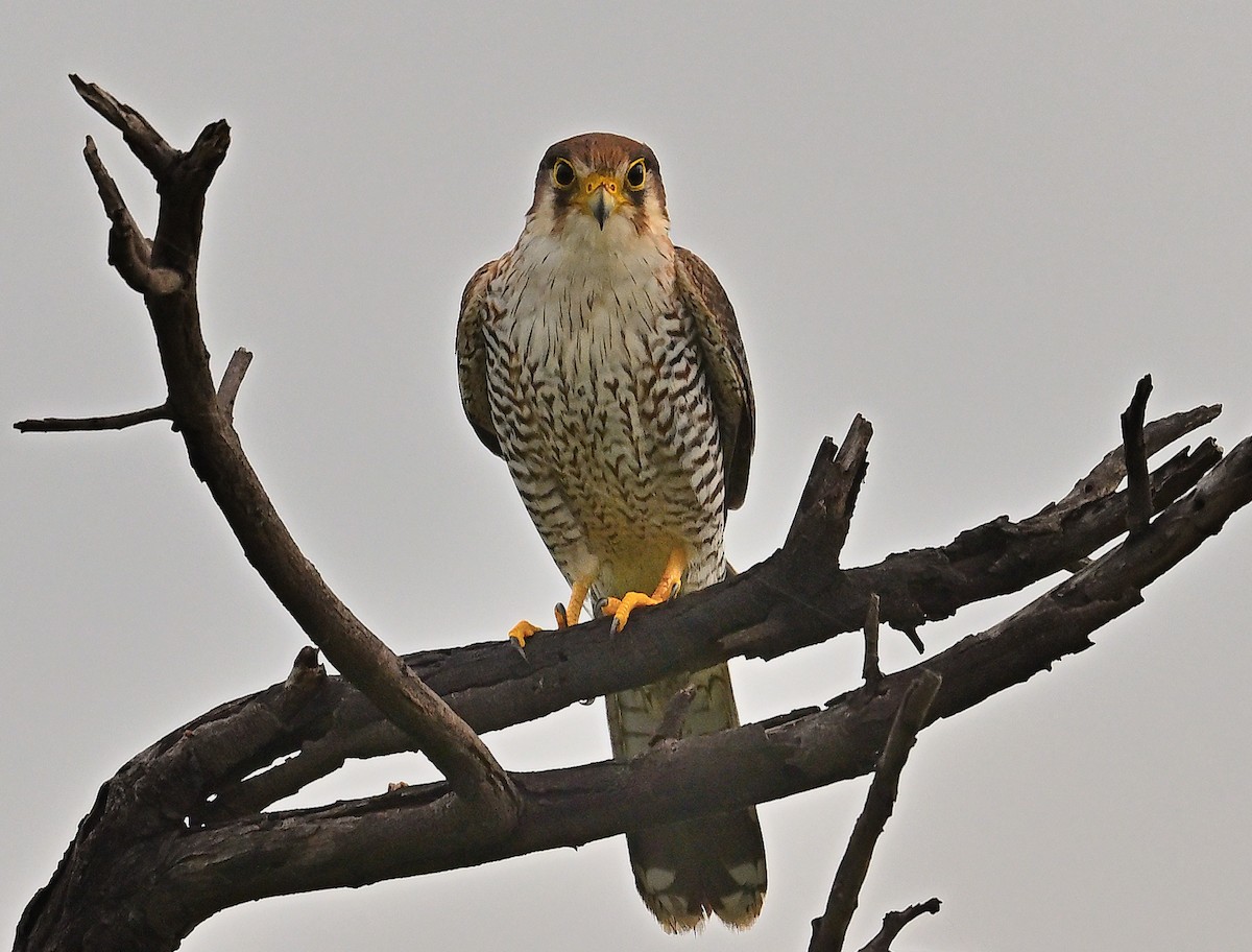 Red-necked Falcon - ML641285882