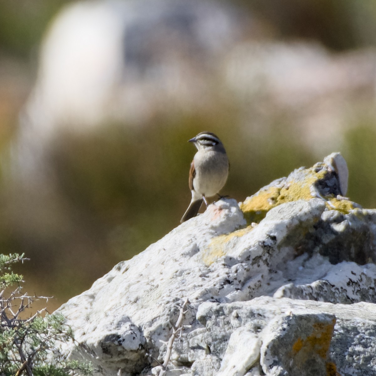 Cape Bunting - ML641285884