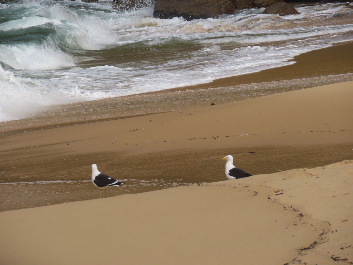 Kelp Gull - ML641285887