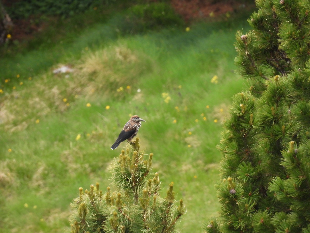 Northern Nutcracker - ML641285889
