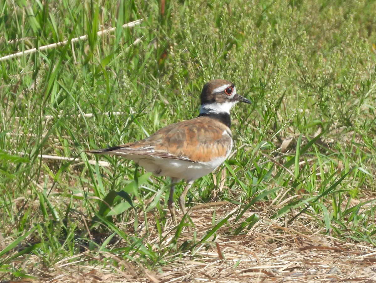 Killdeer - ML641285896