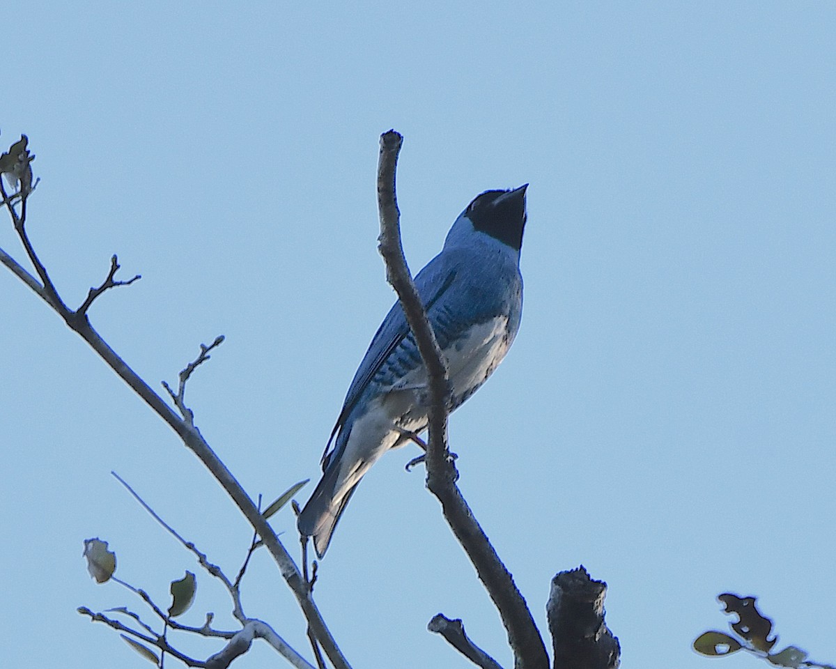 Swallow Tanager - ML641285902
