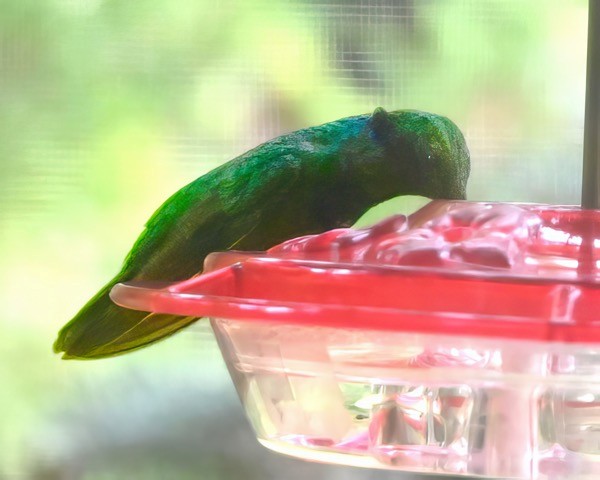 Colibri thalassin - ML641285905