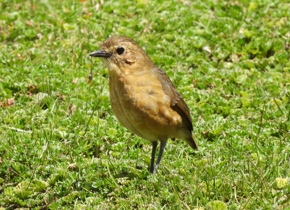 Tawny Antpitta - ML641285906