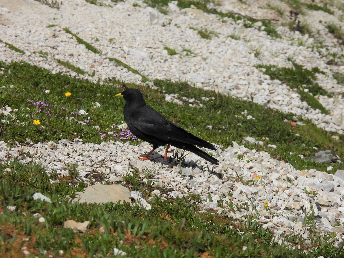 Yellow-billed Chough - ML641285907