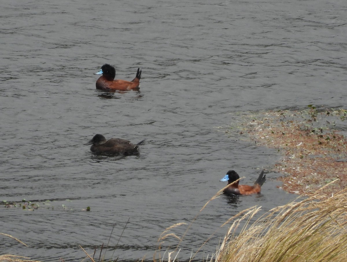 Andean Duck - ML641285913