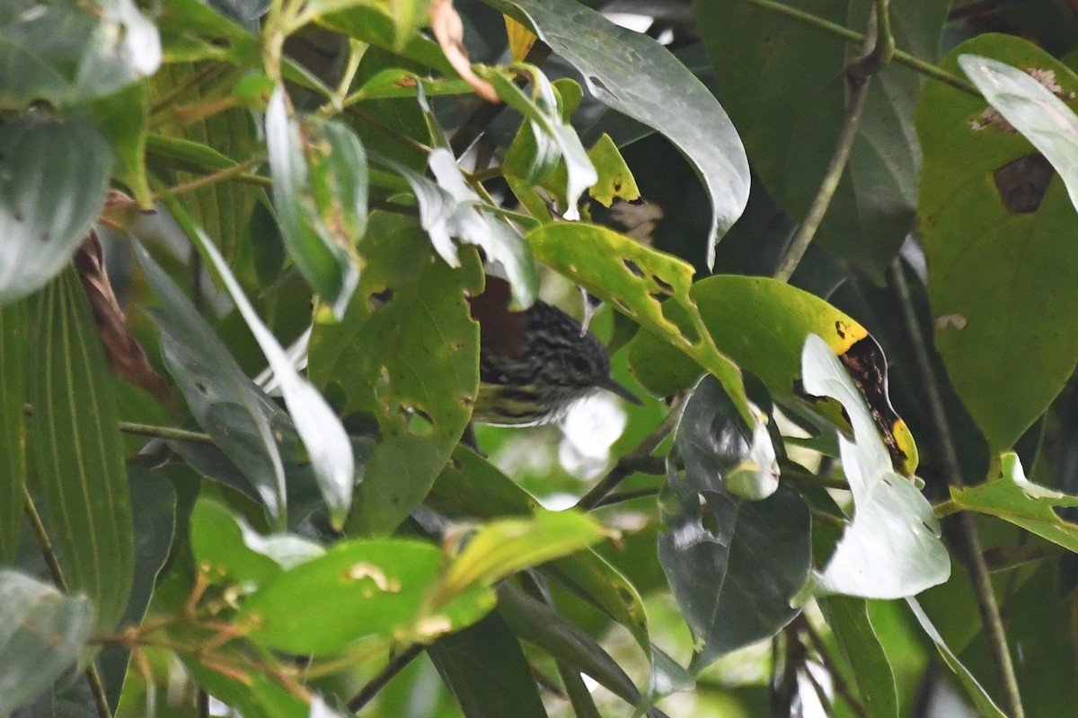 Streak-capped Antwren - ML641285918