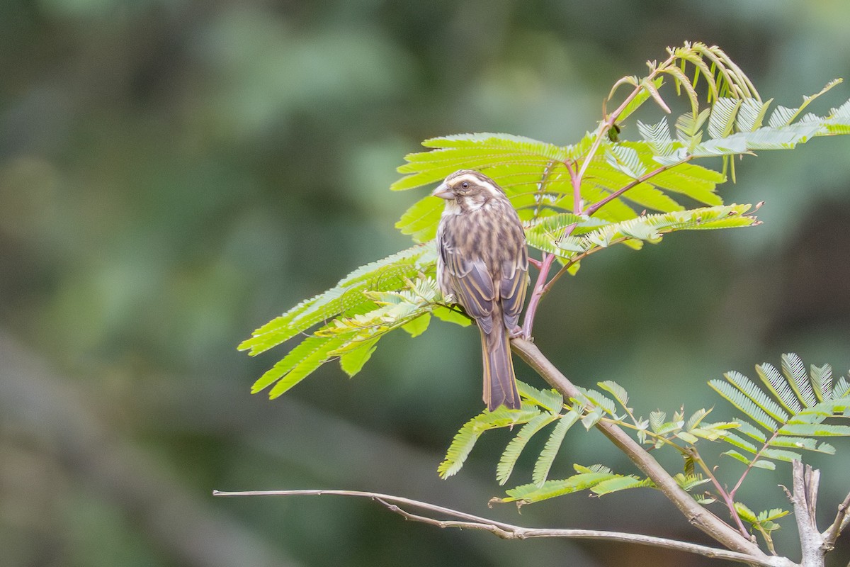 Streaky Seedeater - ML641285920