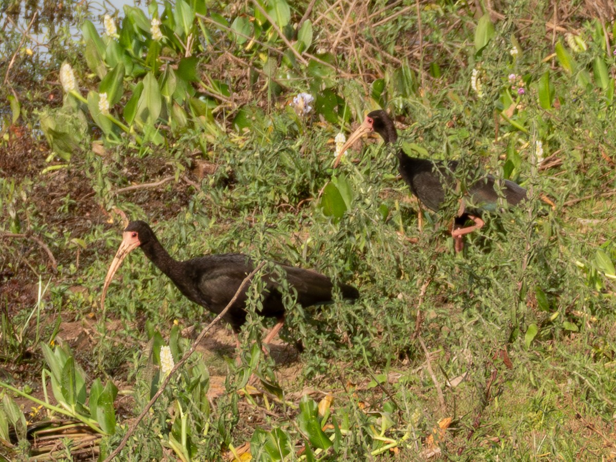 ibis tmavý - ML641285935