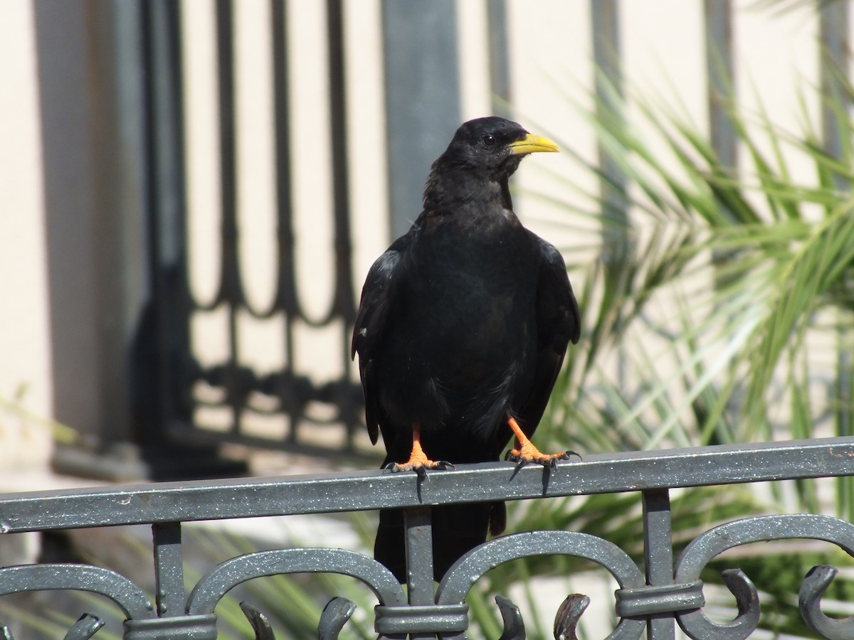 Yellow-billed Chough - ML641285947