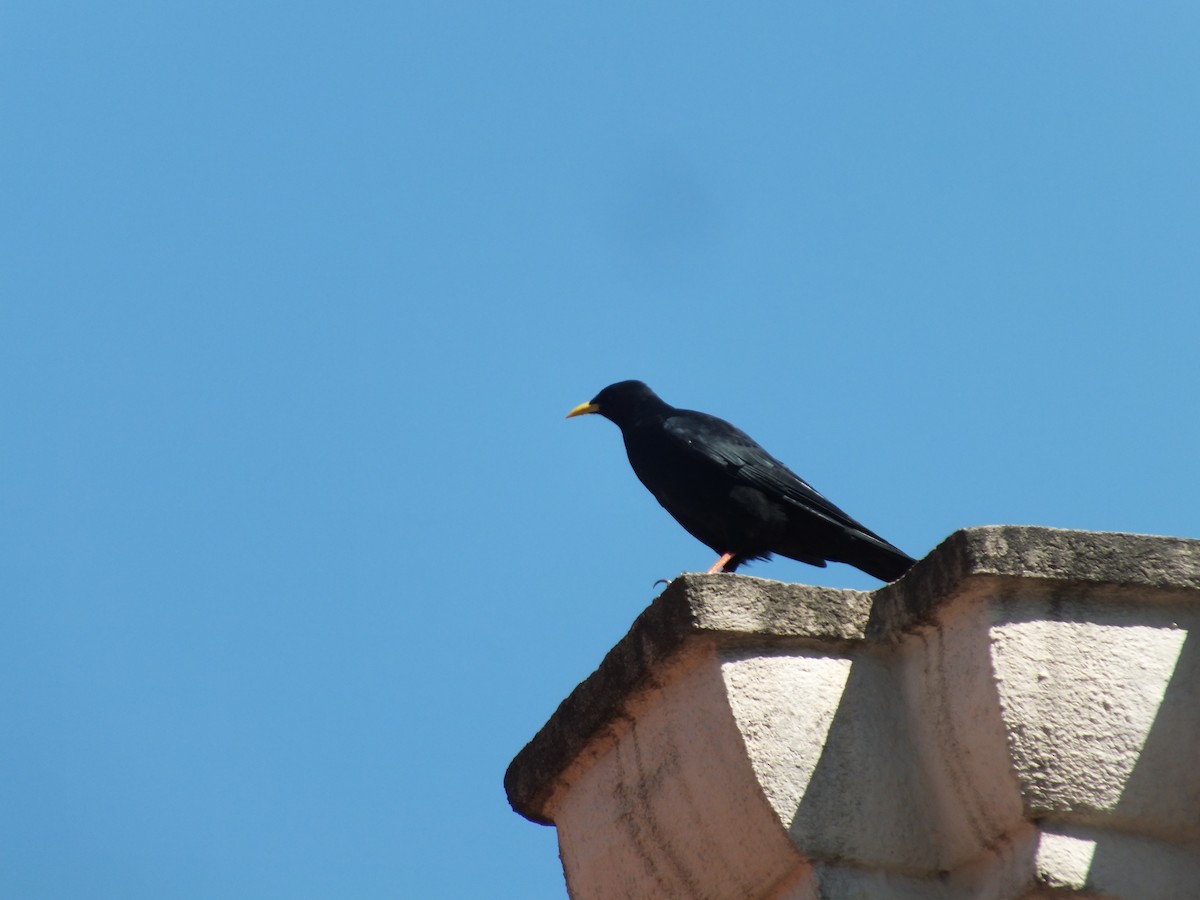 Yellow-billed Chough - ML641285948