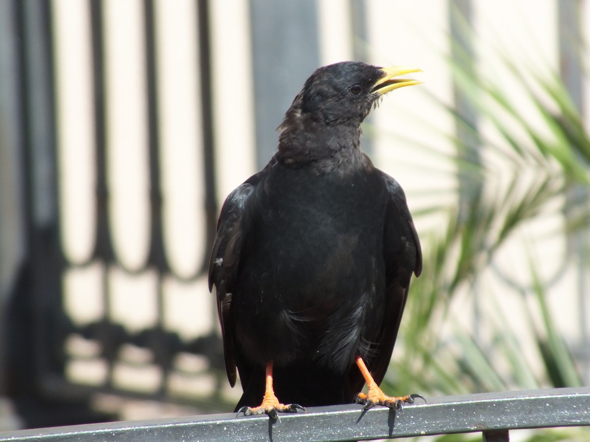 Yellow-billed Chough - ML641285949
