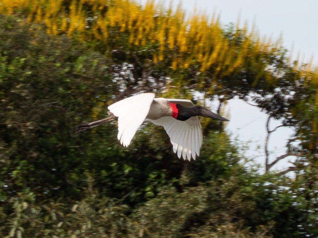 čáp jabiru - ML641285954