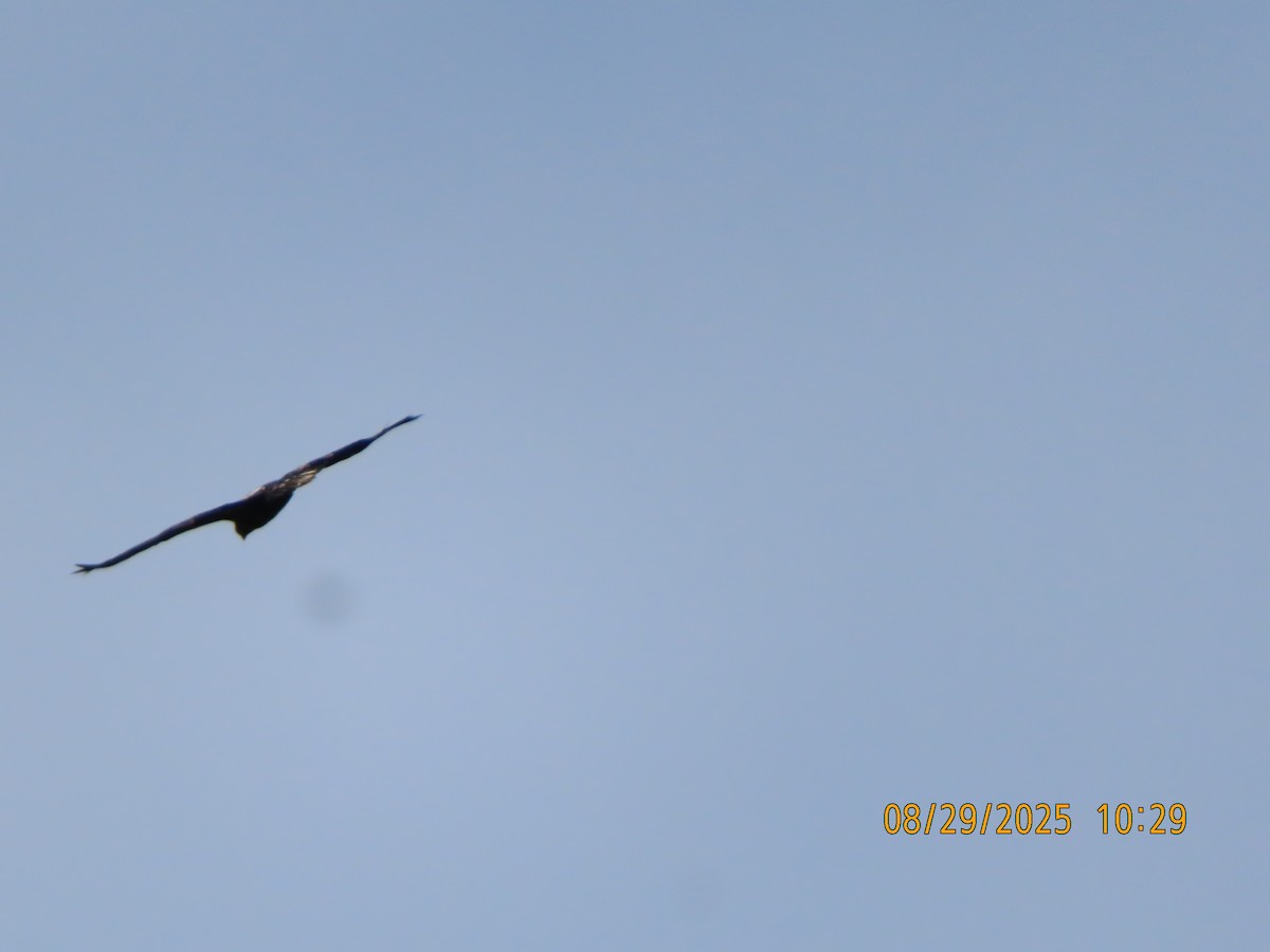 Bald Eagle - ML641285955