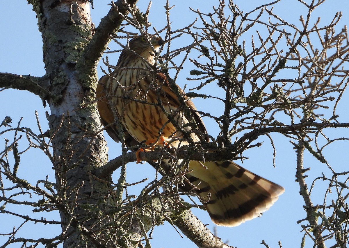 Sharp-shinned Hawk - ML641285959