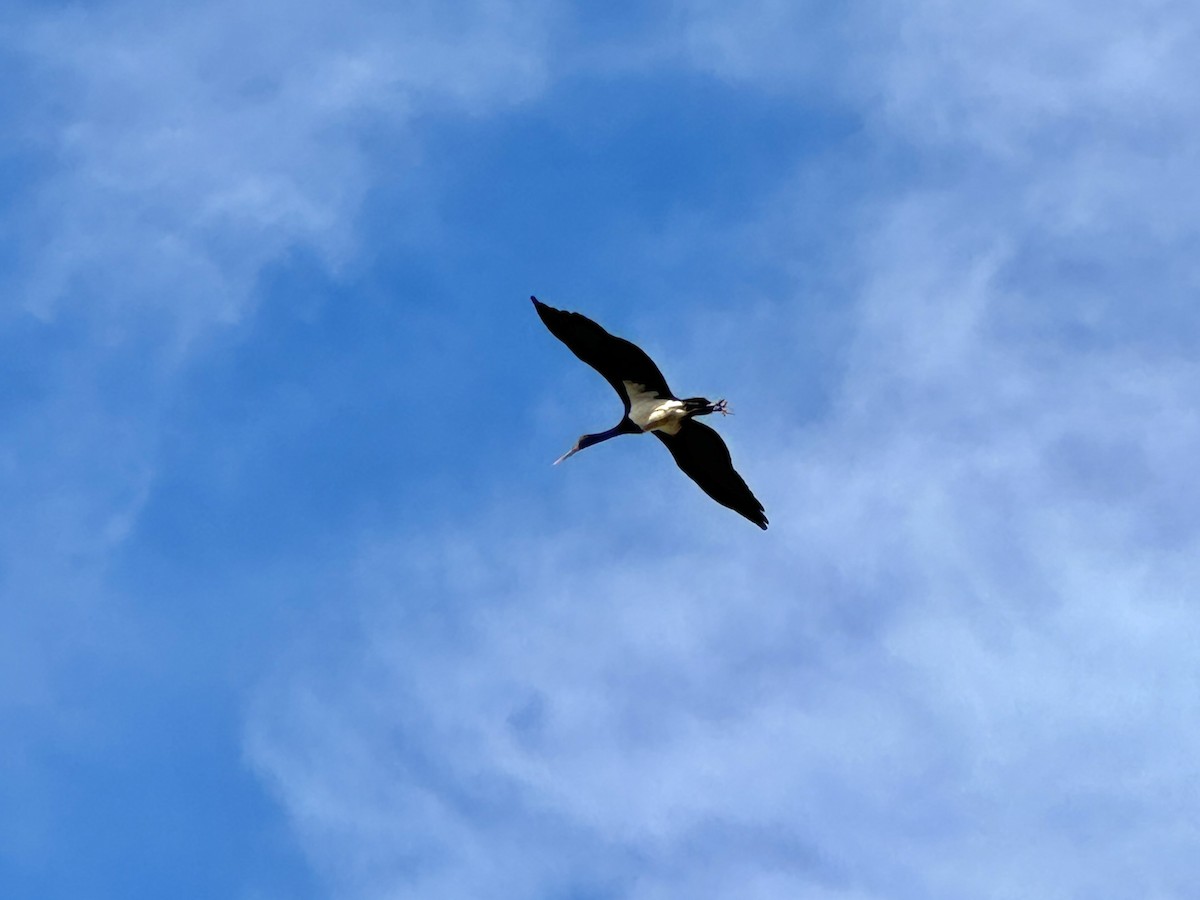 Black Stork - ML641285962