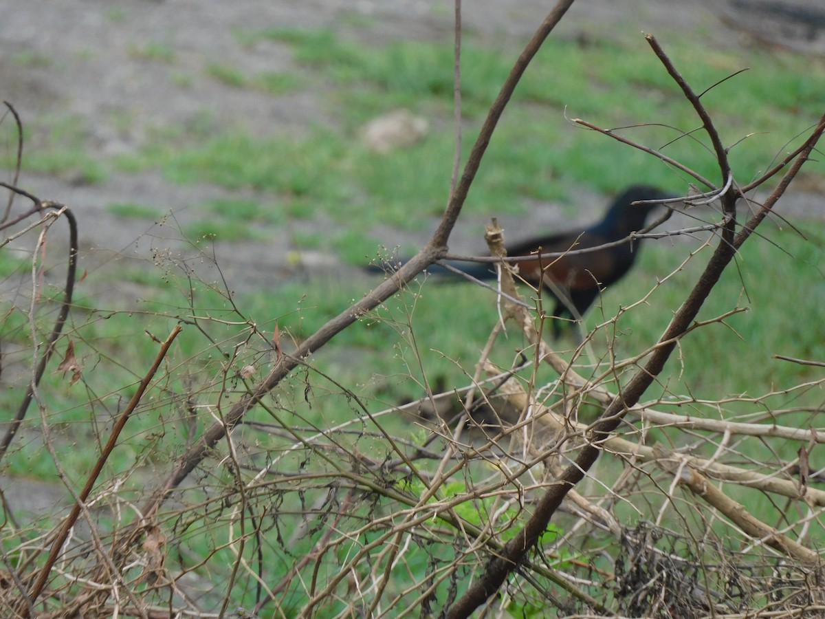 Greater Coucal - ML641285963