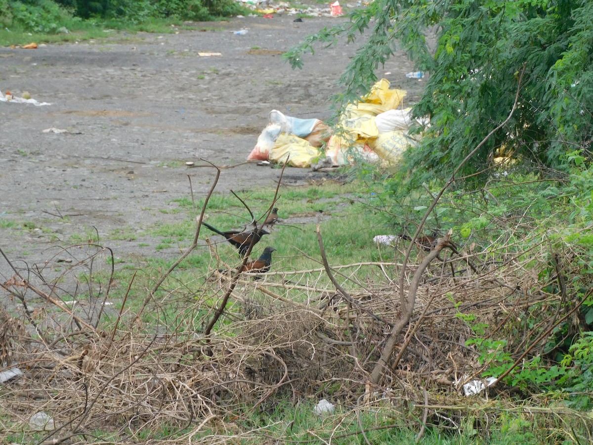 Greater Coucal - ML641285964