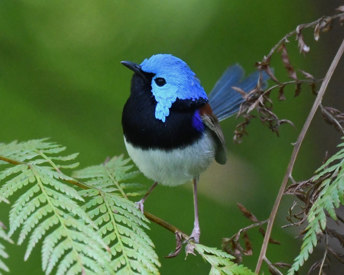 Variegated Fairywren - ML641285965