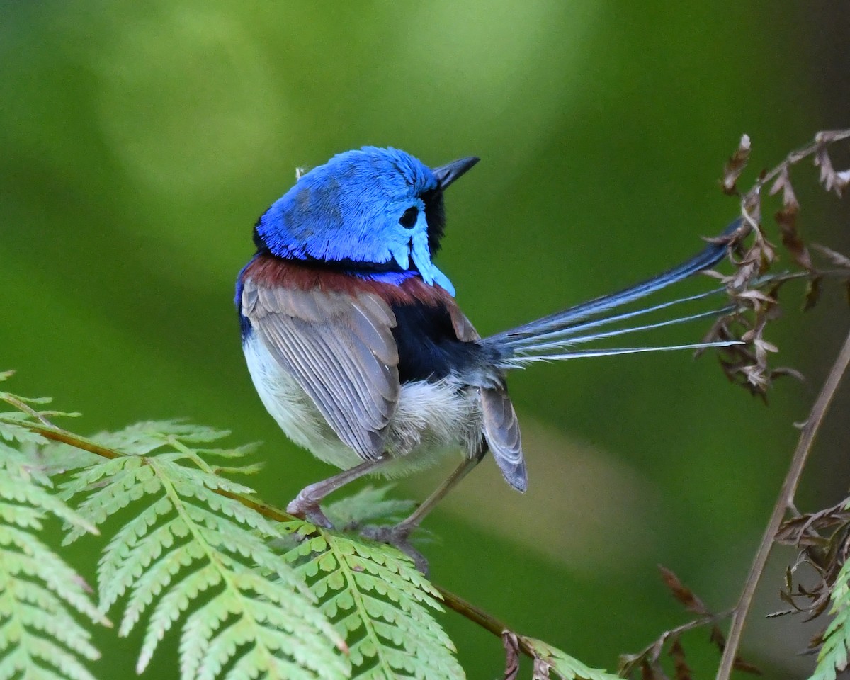Variegated Fairywren - ML641285966