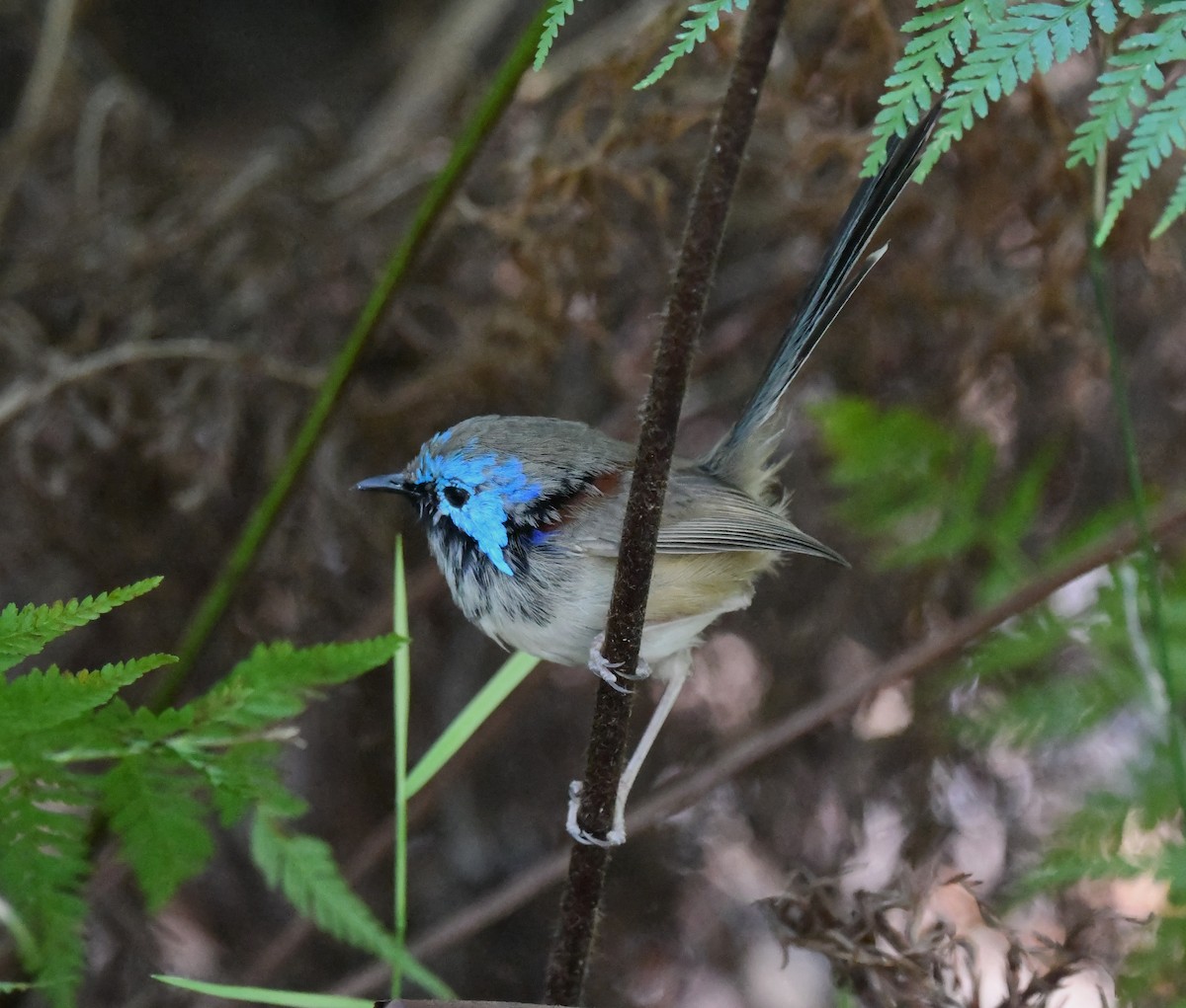 Variegated Fairywren - ML641285967