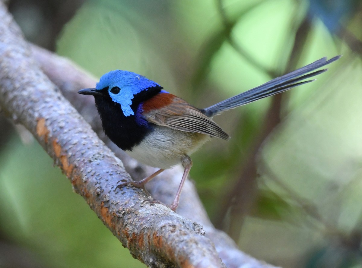 Variegated Fairywren - ML641285969