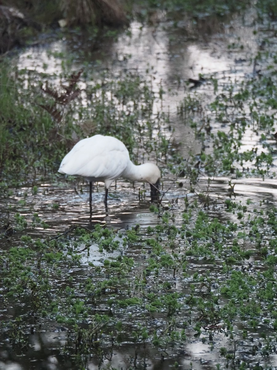 Royal Spoonbill - ML641285974