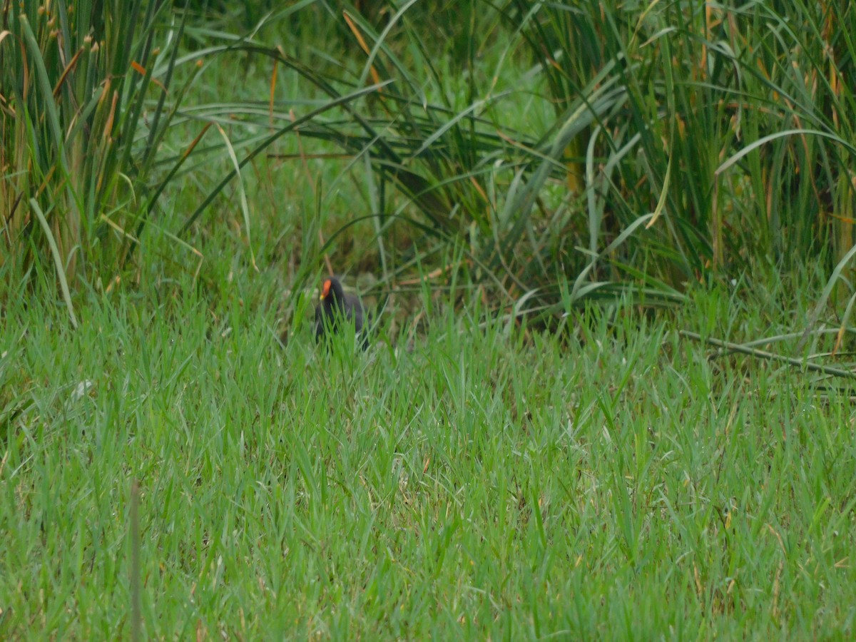 Eurasian Moorhen - ML641285975