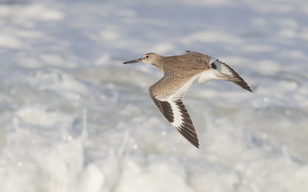 Willet - ML641285980