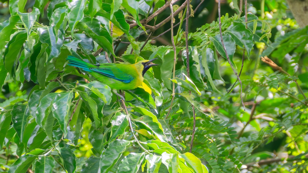 Blue-winged Leafbird - ML641285981