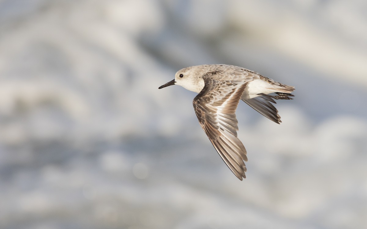 Sanderling - ML641285982