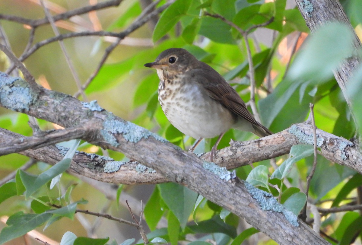 Swainson's Thrush - ML641285984