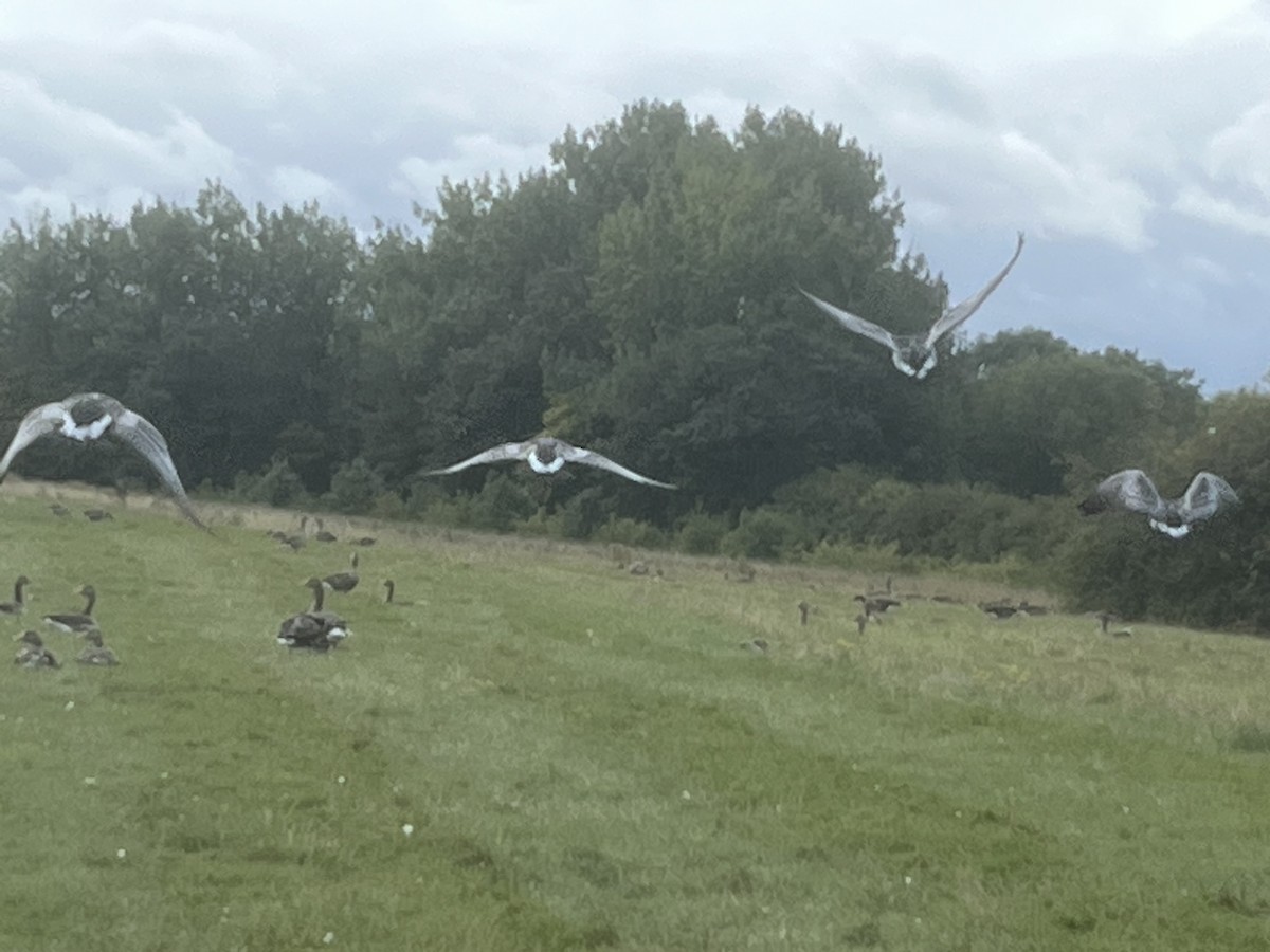 Barnacle Goose - ML641285987