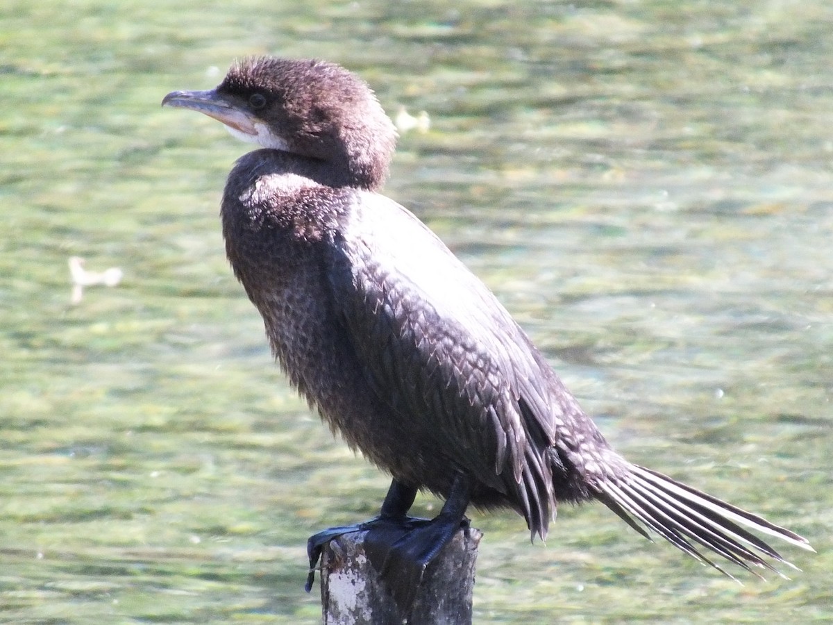 Pygmy Cormorant - ML641285997