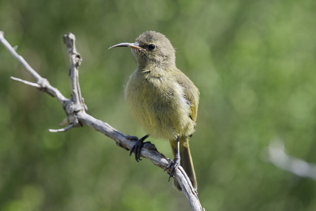 Orange-breasted Sunbird - ML641285999