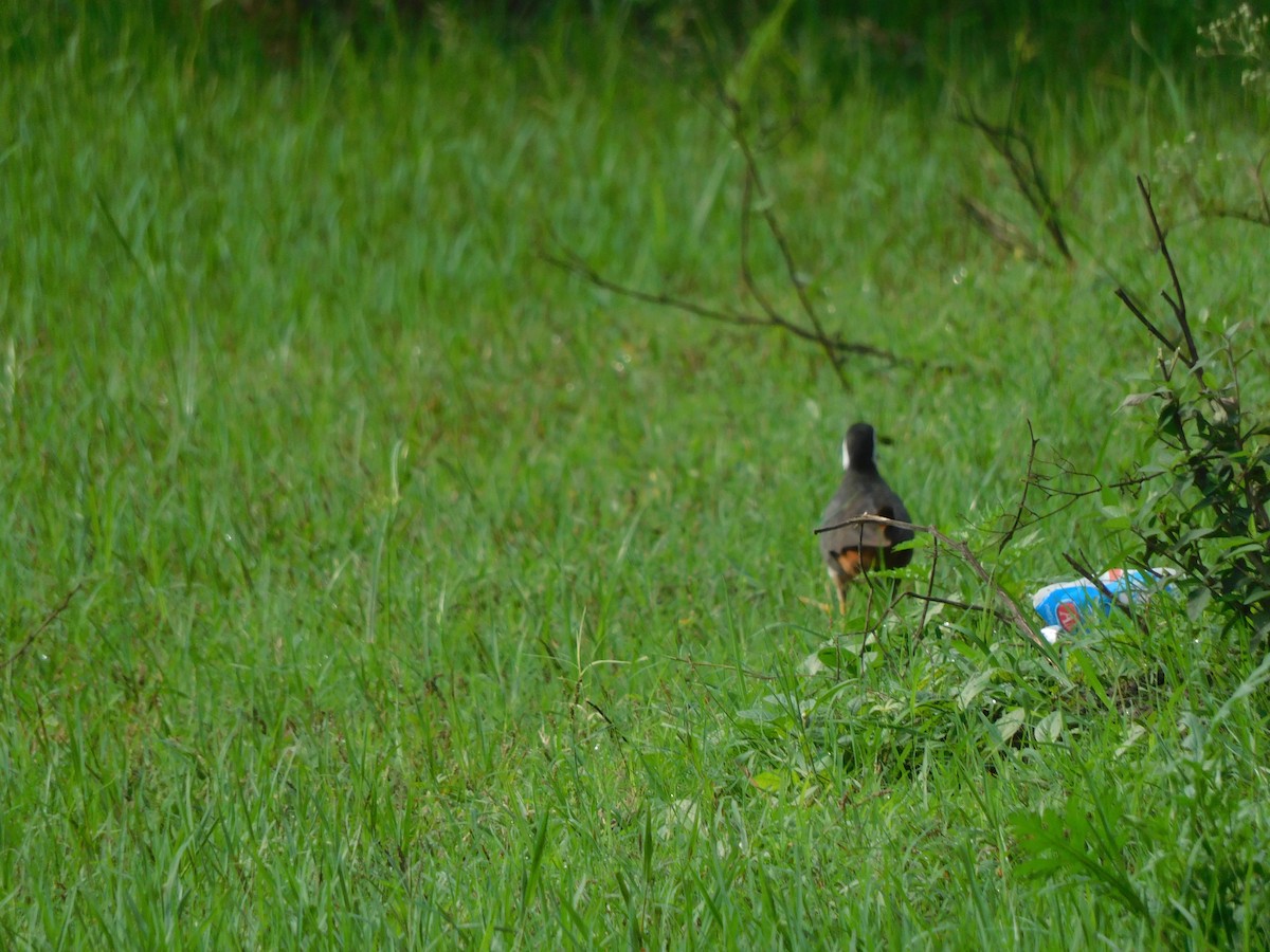 White-breasted Waterhen - ML641286001