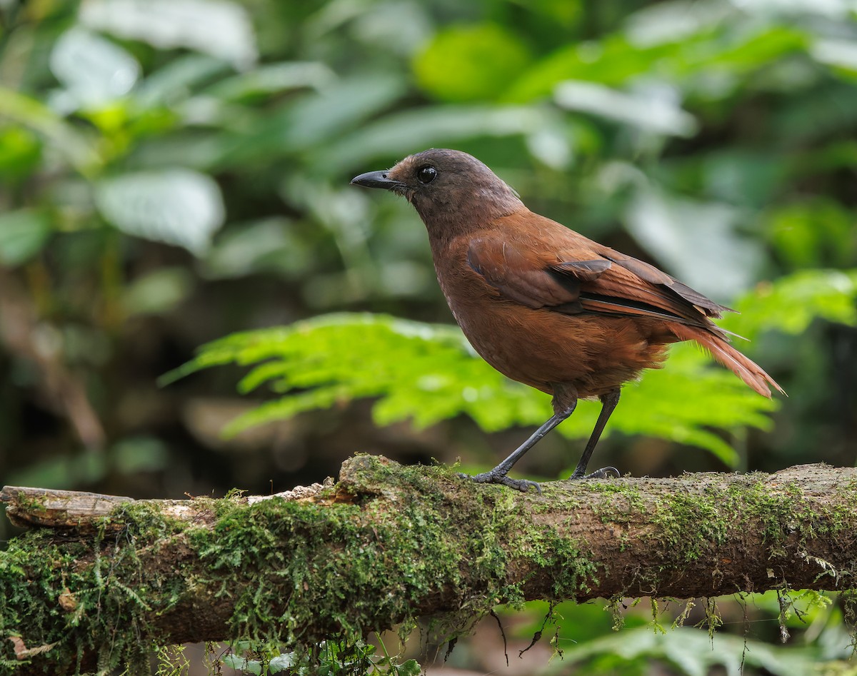 Sumatran Whistling-Thrush - ML641286002