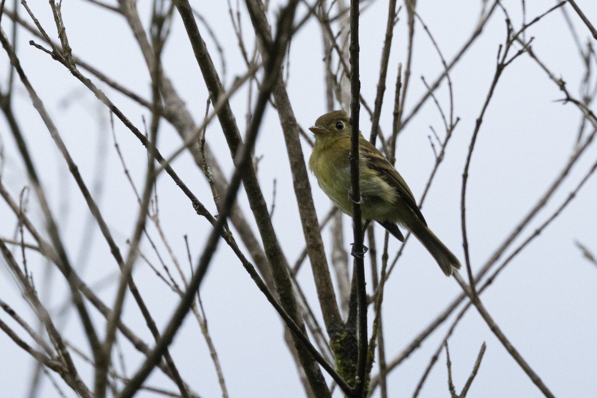 Yellowish Flycatcher - ML641286004